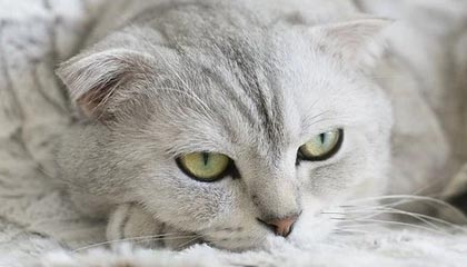 ky体育投注-弗利特伍德镇高位压迫见效，渔港军团志在保级，弗里特伍德